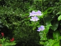 DSCN4726