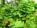 DSCN4727