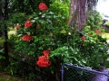 DSCN4863