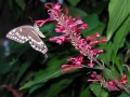 DSCN4904