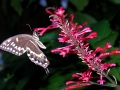 DSCN4904_1