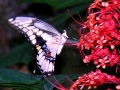 DSCN4912_1