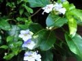 DSCN4978