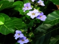 DSCN4985