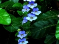 DSCN4997