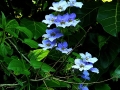 DSCN4998