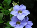 DSCN5156