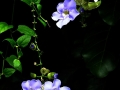 DSCN5176