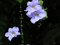 DSCN5186