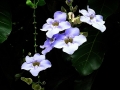DSCN5256