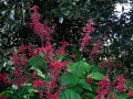 DSCN5259