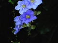 DSCN5301