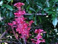 DSCN5302
