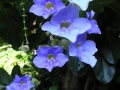 DSCN5359