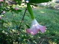 DSCN5373