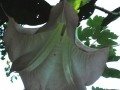 DSCN5374