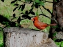 Cardinal