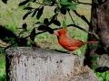 01st.Cardnal_picture