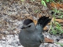 Catbird Gray
