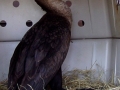 01_Cormorant