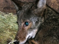 DSCN8532_1