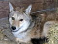 Silver_12-18-08