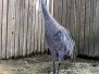 Crane Sandhill