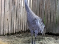 01_Sandhill_Crane