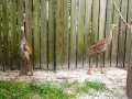 Baby_Sandhills