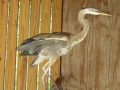 DSC00314