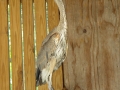 DSC00316