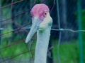 DSC04401