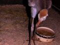 DSCN5190