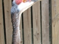 DSCN6045