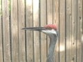 DSCN6129