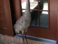 DSCN6329_1