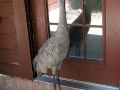 DSCN6331