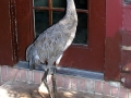 DSCN6385