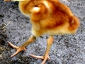 DSCN8084