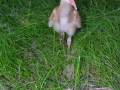 DSCN8153