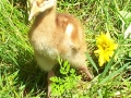 SANDHILL_CHICK