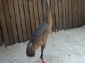SANDHILL_CRANE