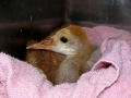 Sandhill_4-04-08
