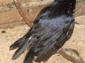 DSC02860