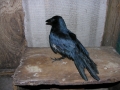 DSCN0103