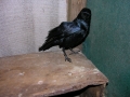 DSCN0104