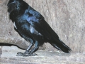 DSCN0105