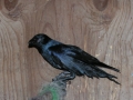 DSCN0106