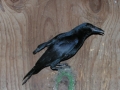 DSCN0108