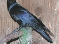 DSCN0126